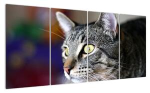Mačka - obraz (Obraz 160x80cm)