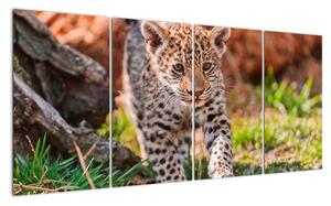 Mláďa leoparda - obraz do bytu (Obraz 160x80cm)
