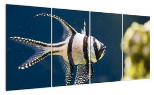 Ryba - obraz (Obraz 160x80cm)
