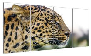 Leopard - obraz (Obraz 160x80cm)