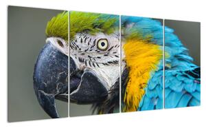 Papagáj - obraz (Obraz 160x80cm)