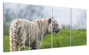 Tiger - obraz (Obraz 160x80cm)