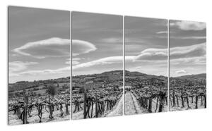 Obraz vínnej révy (Obraz 160x80cm)