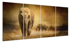 Obraz slona (Obraz 160x80cm)