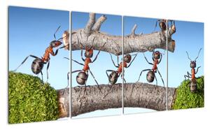 Obraz mravcov (Obraz 160x80cm)