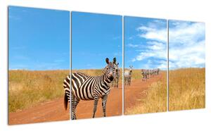 Zebra na ceste - obraz (Obraz 160x80cm)
