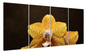 Obraz orchidey (Obraz 160x80cm)