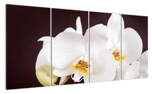Orchidea - obraz (Obraz 160x80cm)