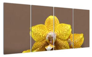 Žltá orchidea - obraz (Obraz 160x80cm)