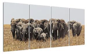 Stádo slonov - obraz (Obraz 160x80cm)