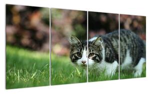 Obraz mačky (Obraz 160x80cm)