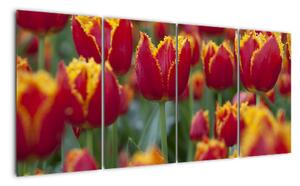 Tulipánové polia - obraz (Obraz 160x80cm)