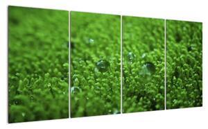 Detail trávy - obraz (Obraz 160x80cm)