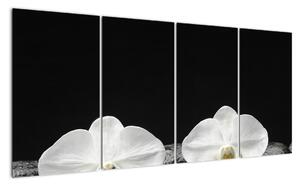 Orchidey - obraz (Obraz 160x80cm)
