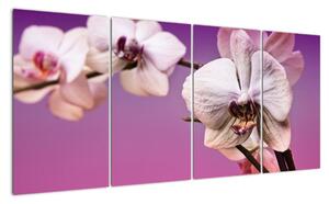 Moderné obrazy - orchidea (Obraz 160x80cm)