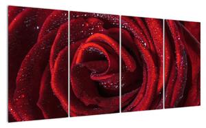 Detail ruže, obraz (Obraz 160x80cm)