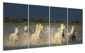 Cválajúca kone, obraz (Obraz 160x80cm)