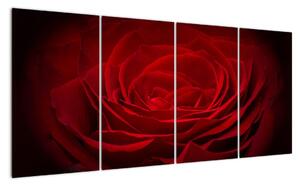 Makro ruža - obraz (Obraz 160x80cm)