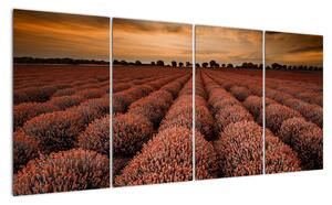 Kvetinové pole - obraz (Obraz 160x80cm)
