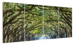 Aleje stromov - obraz (Obraz 160x80cm)