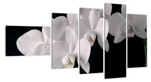 Obraz - biele orchidey (Obraz 110x60cm)