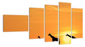 Moderný obraz - žirafy (Obraz 110x60cm)