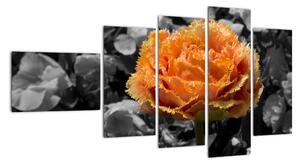 Oranžový kvet na čiernobielom pozadí - obraz (Obraz 110x60cm)