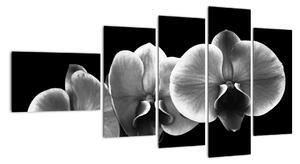 Čiernobiely obraz - orchidea (Obraz 110x60cm)