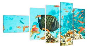 Obraz rýb v akváriami (Obraz 110x60cm)
