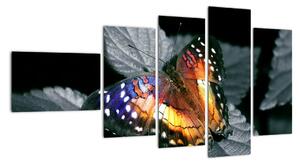 Motýľ na liste - obraz (Obraz 110x60cm)
