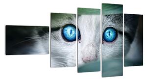 Obraz mačky, žiarivé oči (Obraz 110x60cm)