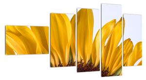 Obraz kvetu slnečnice (Obraz 110x60cm)