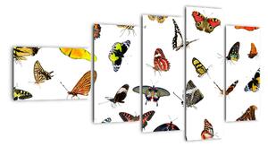 Obrazy motýľov (Obraz 110x60cm)