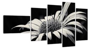 Čiernobiely obraz kvetu (Obraz 110x60cm)
