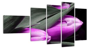 Obraz fialových tulipánov (Obraz 110x60cm)