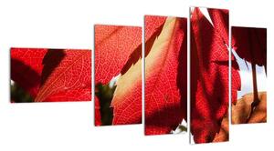 Obraz červených listov (Obraz 110x60cm)