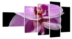 Obraz - orchidea (Obraz 110x60cm)