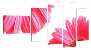 Obraz kvetín - astra (Obraz 110x60cm)