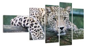 Obraz leopard (Obraz 110x60cm)