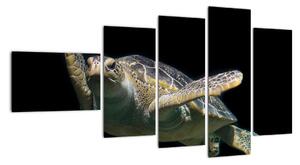 Obraz plávajúce korytnačky (Obraz 110x60cm)
