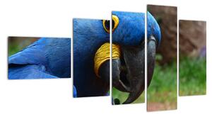 Obraz - papagáj (Obraz 110x60cm)