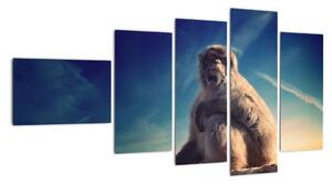 Obraz opice - obrazy zvierat (Obraz 110x60cm)