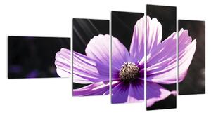 Obraz fialového kvetu (Obraz 110x60cm)