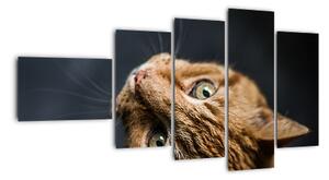 Moderný obraz - mačky (Obraz 110x60cm)