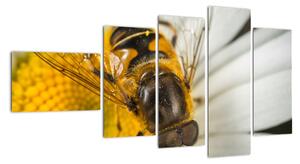 Obraz - detail včely (Obraz 110x60cm)
