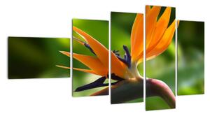 Detail kvetu - obraz (Obraz 110x60cm)