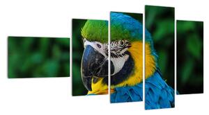 Obraz papagája (Obraz 110x60cm)