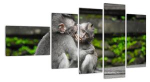 Obraz na stenu - opice (Obraz 110x60cm)