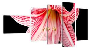 Obraz kvety (Obraz 110x60cm)