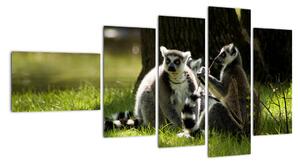 Obraz lemurov (Obraz 110x60cm)